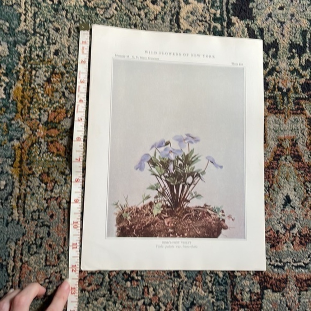 🖤5/$25 Antique Botanical Violet Plant Print Original violet flower plant - Picture 5 of 7